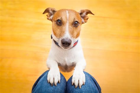Dogbeeg - 